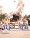 URGENT ! Super poney pour &eacute;voluer de P1 &agrave; Pelite/As2