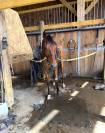 NYXON DE PIENCOURT - petit fils de ready cash