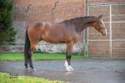 Hongre KWPN de 4 ans