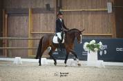 Hongre KWPN de 4 ans