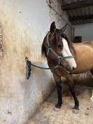 Cheval 4 ans OC