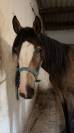 Cheval 4 ans OC