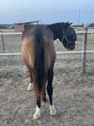 Ponette pfs