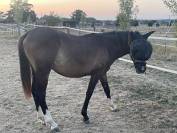 Ponette pfs
