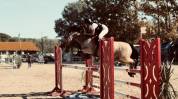 poney d&rsquo;as &agrave; vendre 