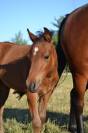 Poulain poney C sport ou loisir 