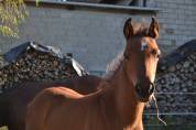 Poulain poney C sport ou loisir 