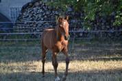Poulain poney C sport ou loisir 