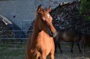 Poulain poney C sport ou loisir 