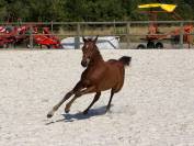 Poulain poney C sport ou loisir 