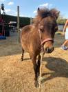 Pulain Shetland 5mois
