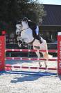 PONEY CSO AS2/AS1