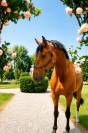 Caballo castrado Silla Franc&eacute;s En venta 2017 Bayo