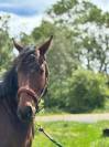 Caballo castrado Pura Sangre En venta 2021 Bayo moreno