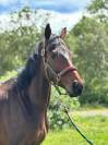 Caballo castrado Pura Sangre En venta 2021 Bayo moreno
