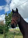 Caballo castrado Pura Sangre En venta 2021 Bayo moreno