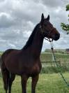 Caballo castrado Pura Sangre En venta 2021 Bayo moreno
