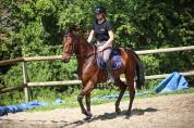 Caballo castrado Pura Sangre En venta 2021 Bayo moreno
