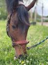 Caballo castrado Pura Sangre En venta 2021 Bayo moreno