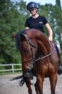 Caballo castrado Pura Sangre En venta 2021 Bayo moreno