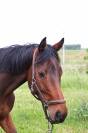 Caballo castrado Pura Sangre En venta 2021 Bayo moreno