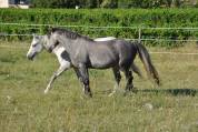 Connemara de 3 ans 