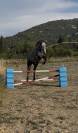 Connemara de 3 ans 