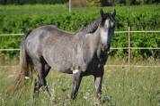 Connemara de 3 ans 