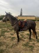 Connemara de 3 ans 