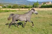 Connemara de 3 ans 