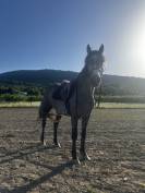Connemara de 3 ans 
