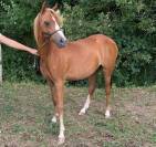 Veulen (vr) Welsh Pony (Section B) Te koop 2025 Vos ,  EYARTH ANOKI