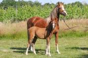 Veulen (vr) Welsh Pony (Section B) Te koop 2025 Vos ,  EYARTH ANOKI