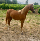 Veulen (vr) Welsh Pony (Section B) Te koop 2025 Vos ,  EYARTH ANOKI