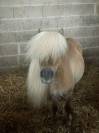 Mini shetland 