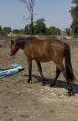 POULAIN | Futur PONEY D | 50% Pur sang arabe 