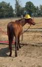 POULAIN | Futur PONEY D | 50% Pur sang arabe 