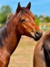 POULAIN | Futur PONEY D | 50% Pur sang arabe 