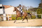 APRECIOUS FELINAE DB Z &ndash; Jument de 5 ans d'avenir!