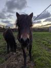 Poney Dartmoor