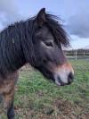 Poney Dartmoor