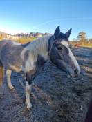 Poney de 5 ans