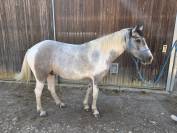 Poney de 5 ans