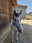 Poney de 5 ans