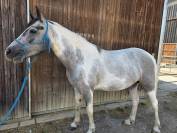 Poney de 5 ans
