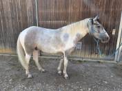 Poney de 5 ans