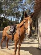 Jument selle Fran&ccedil;ais 6 ans 