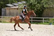 Jument selle Fran&ccedil;ais 6 ans 