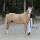 Poney dressage