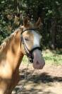 Poney dressage